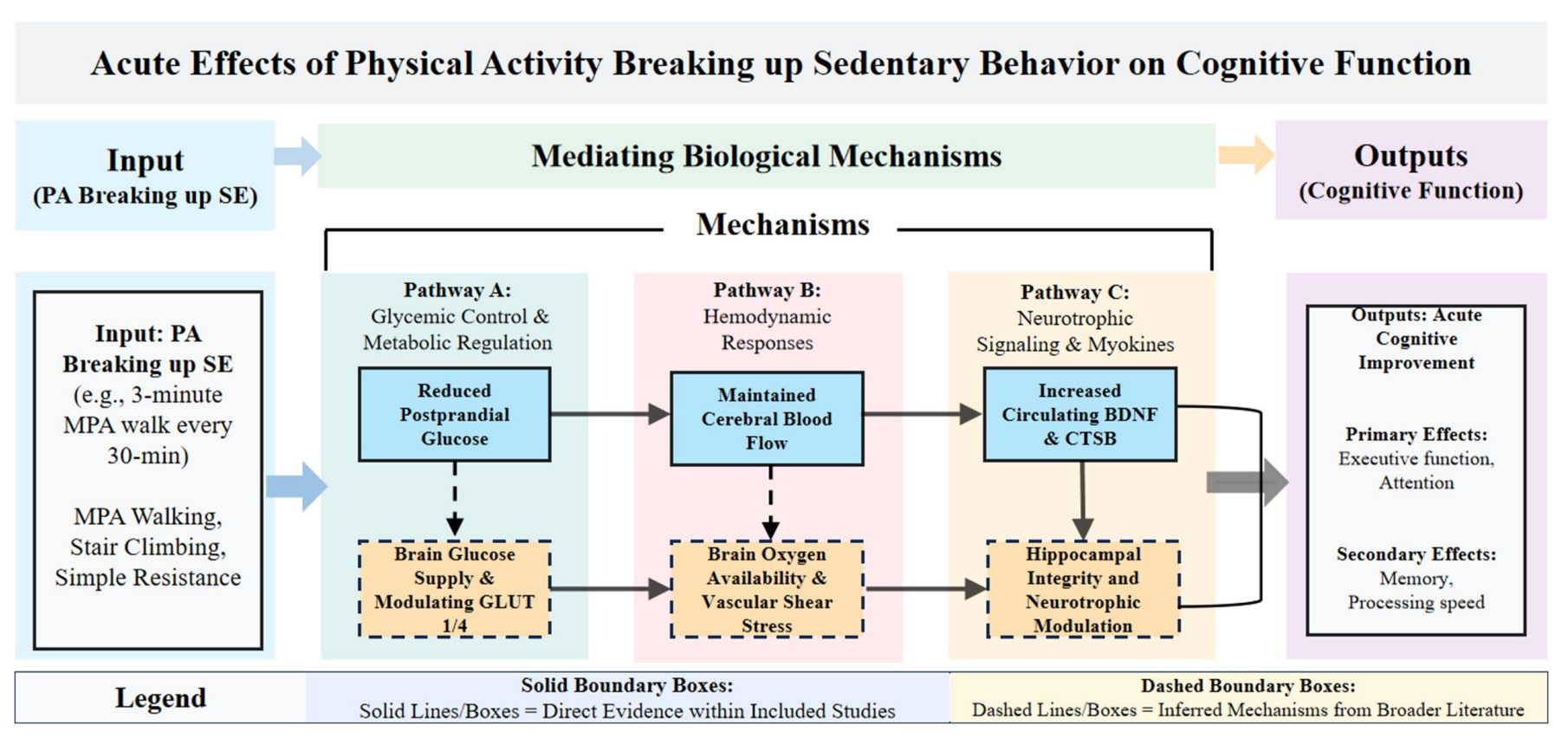 Schematic of three biological pathways by which movement breaks aid cognition: glycemic control, cerebral blood flow, and neurotrophic signaling